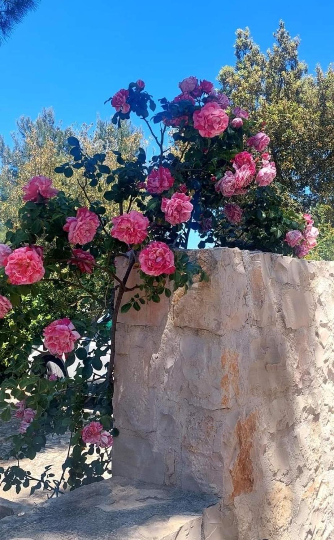 Cozzana Il Trullo Delle Rose, Monopoli By Il Pumo Di Pugliaヴィラ エクステリア 写真