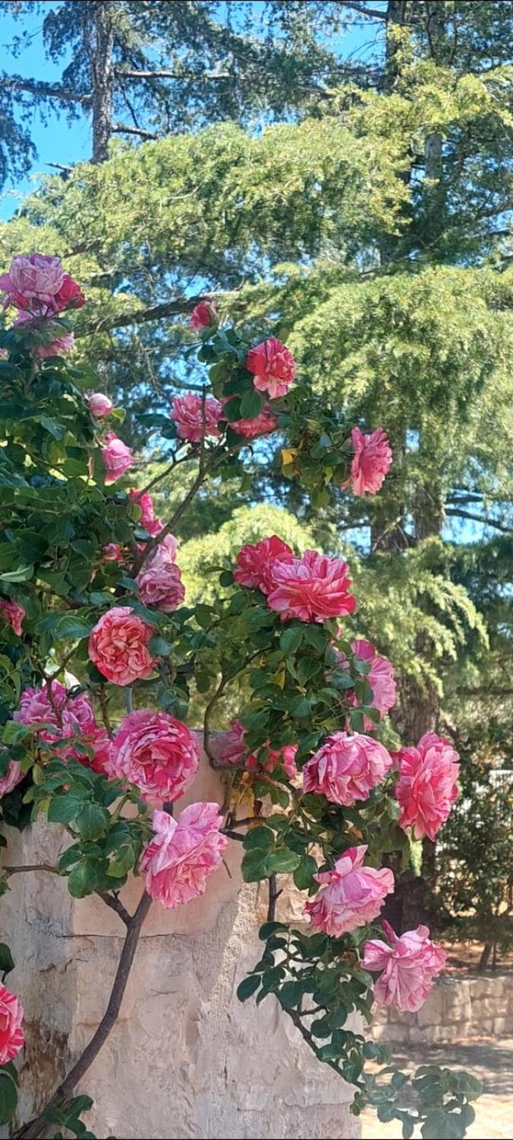 Cozzana Il Trullo Delle Rose, Monopoli By Il Pumo Di Pugliaヴィラ エクステリア 写真